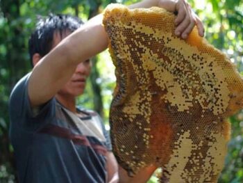 Mua mật ong rừng ở Đà Nẵng